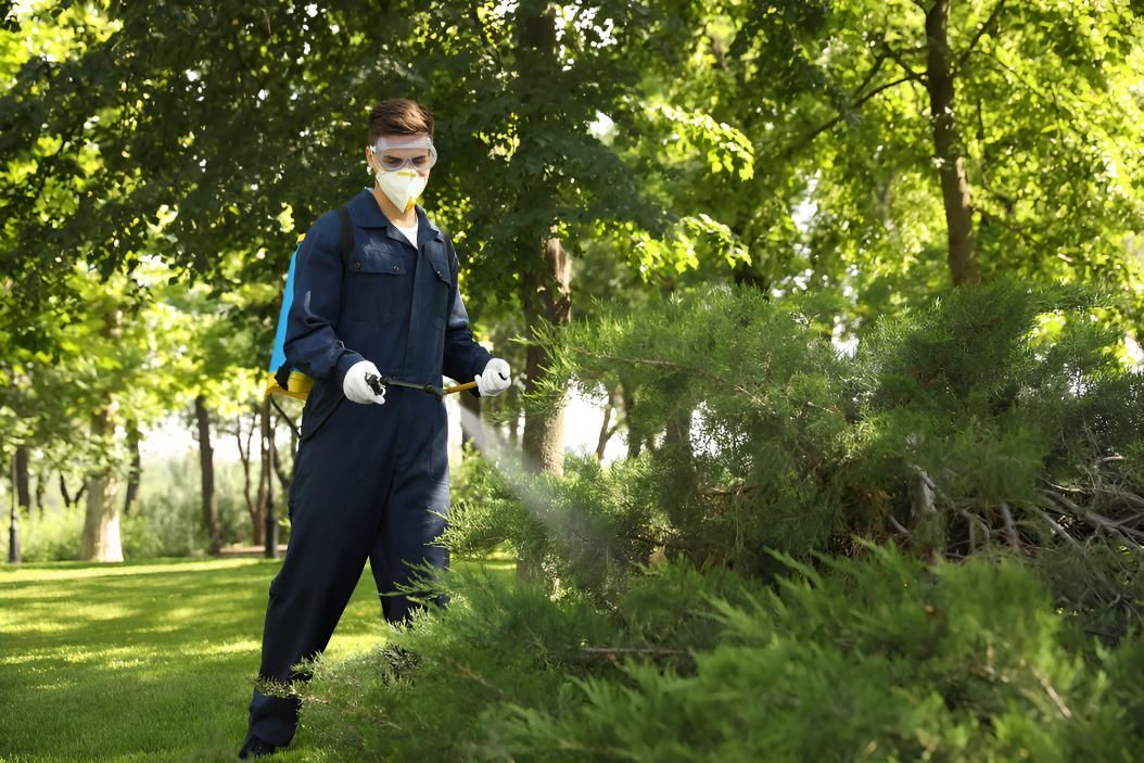 Man is Spraying Trees in a Park With a Sprayer for Pests — Shark Pest Control in Warana, QLD