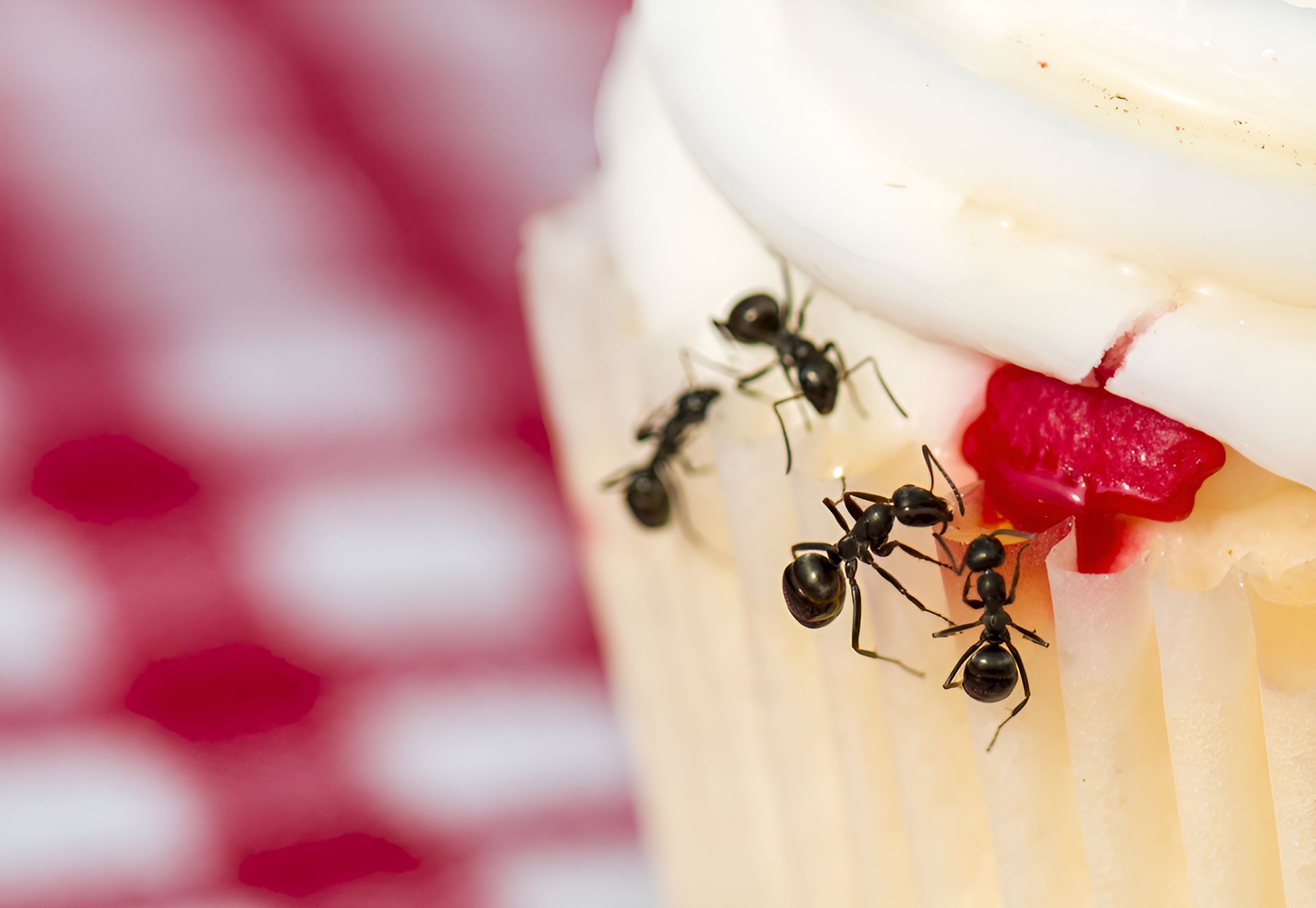 ants on a cupcake — Shark Pest Control in Peregian Beach, QLD