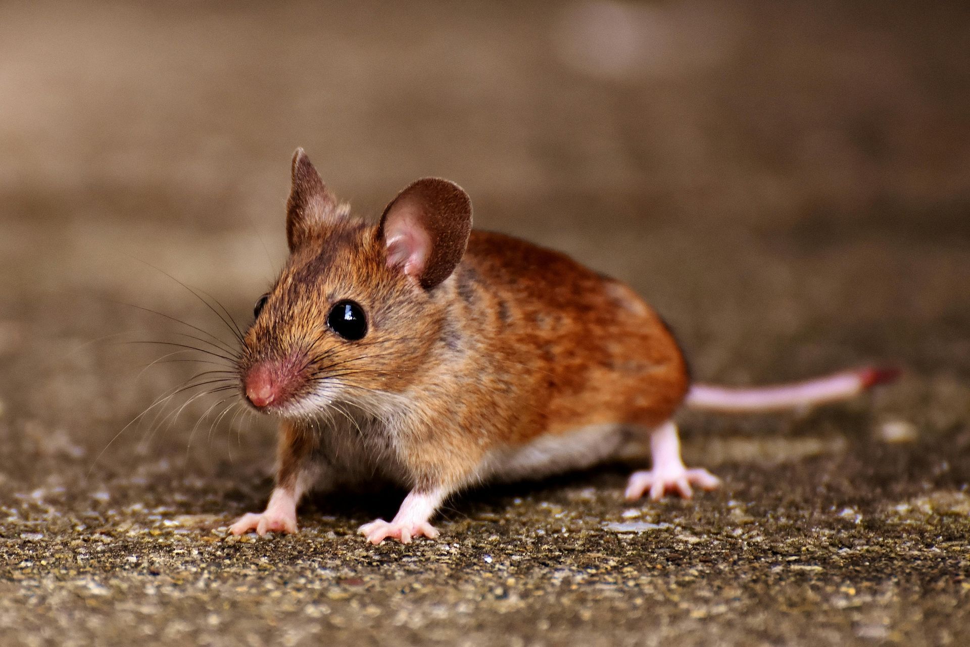a brown mouse — Shark Pest Control in Peregian Beach, QLD