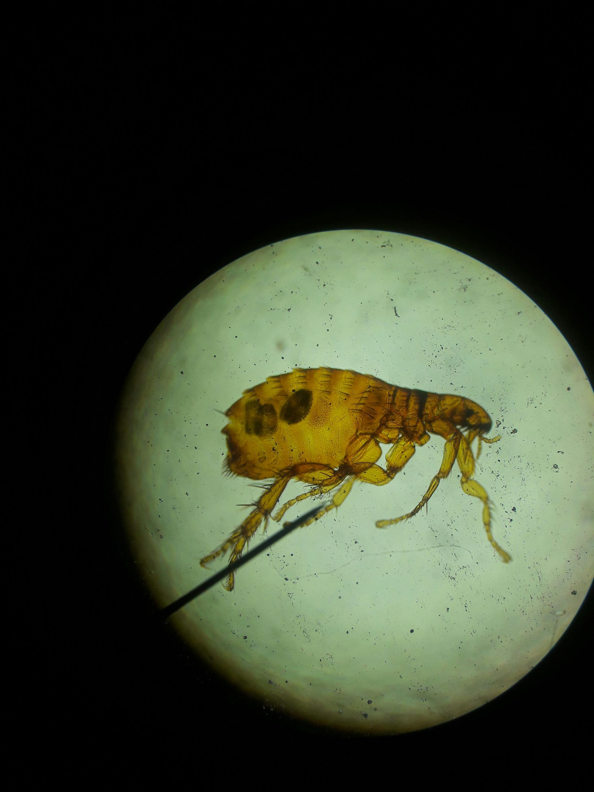 a close up of a flea — Shark Pest Control in Peregian Beach, QLD