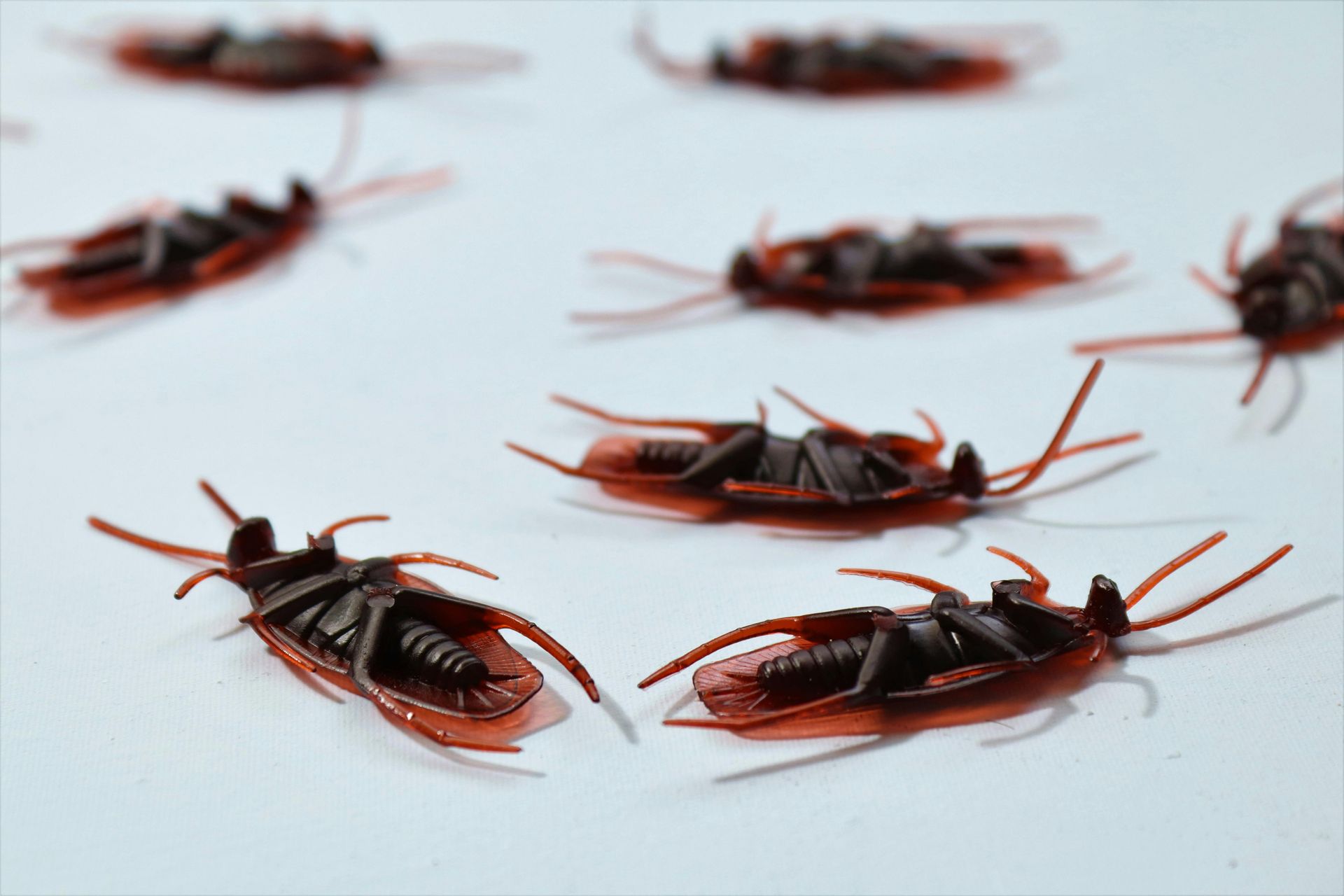 close up of plastic cockroaches — Shark Pest Control in Warana, QLD