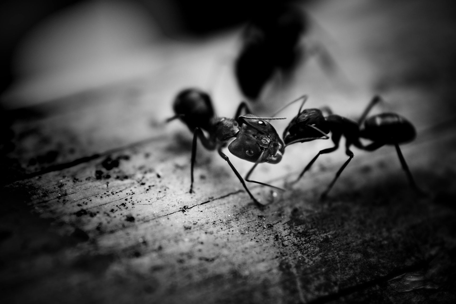 Ants in Black and White — Shark Pest Control in Peregian Beach, QLD