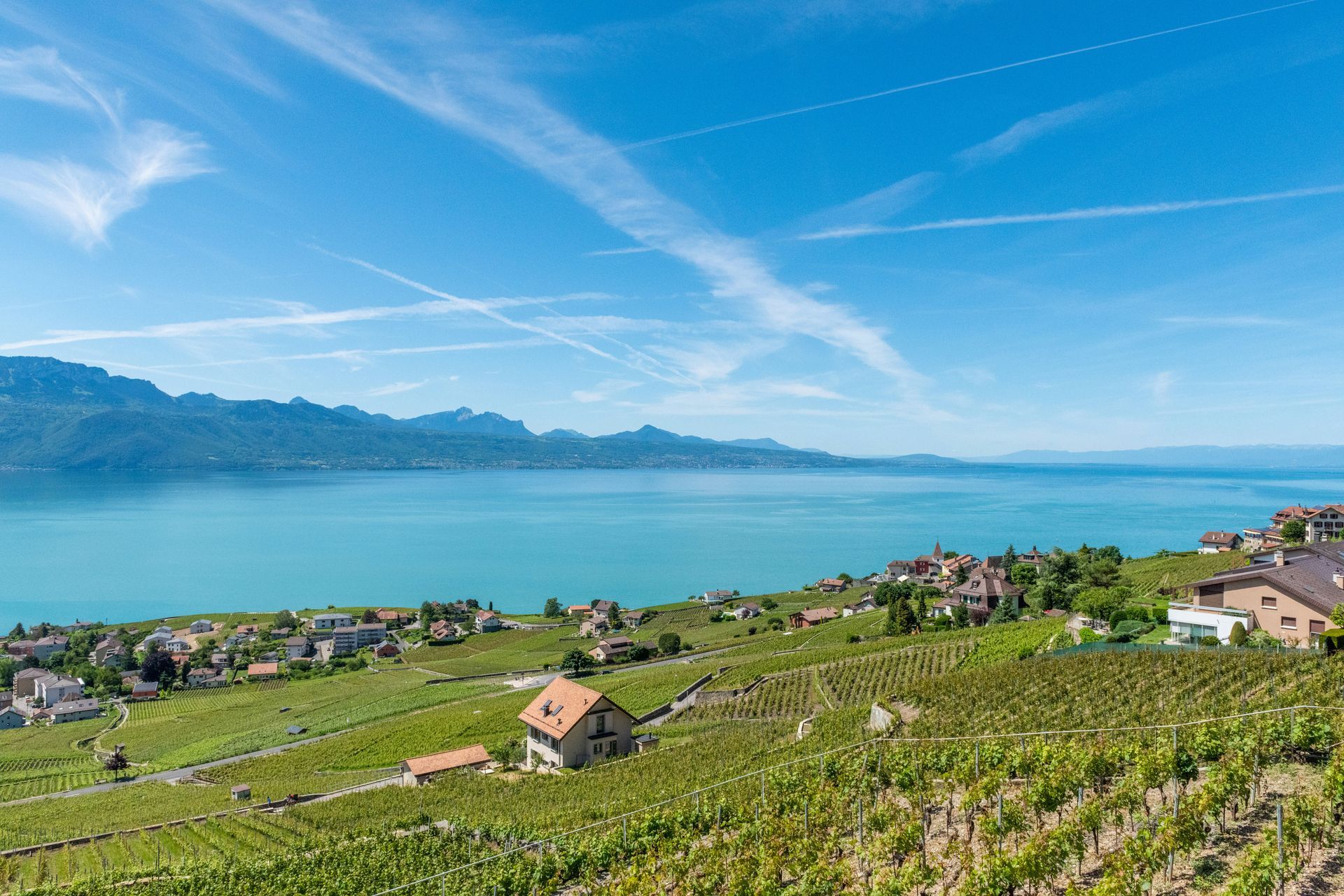 There is a lake in the background and a vineyard in the foreground.