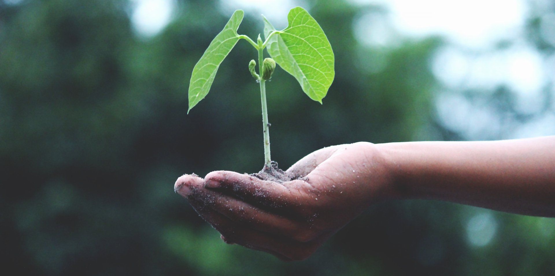 a person is holding a small plant in their hands