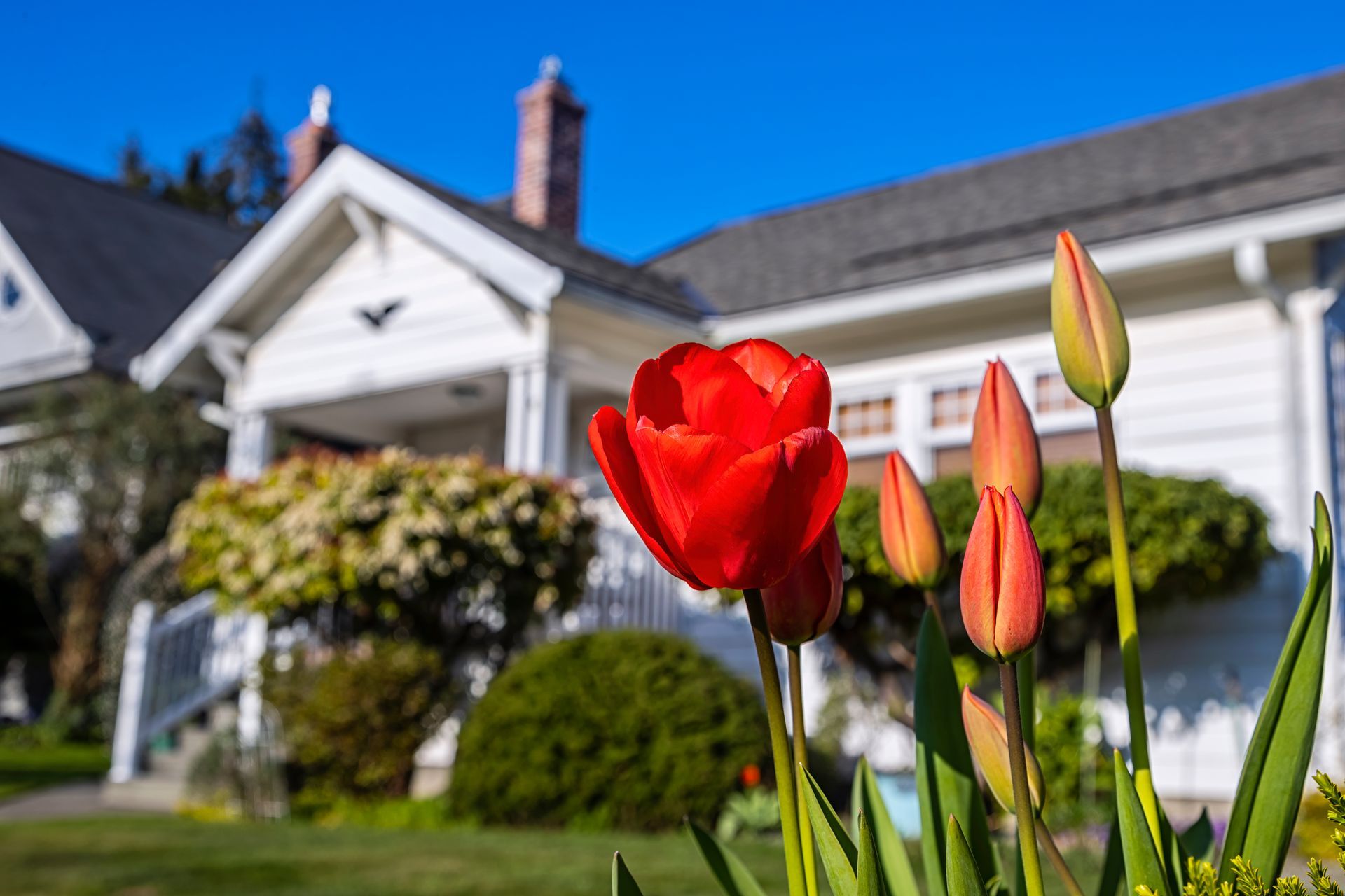 A red tulip is growing in front of a white house.