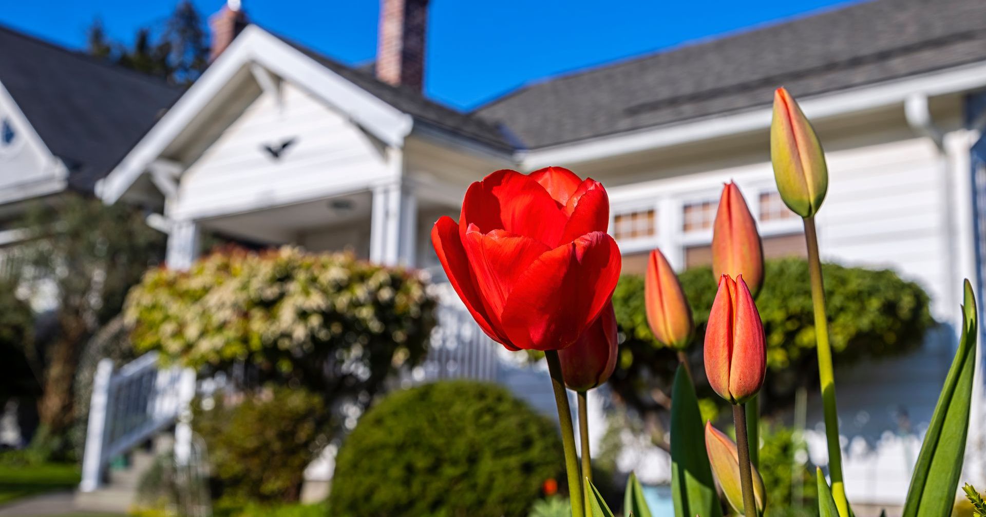 A red tulip is in front of a white house.