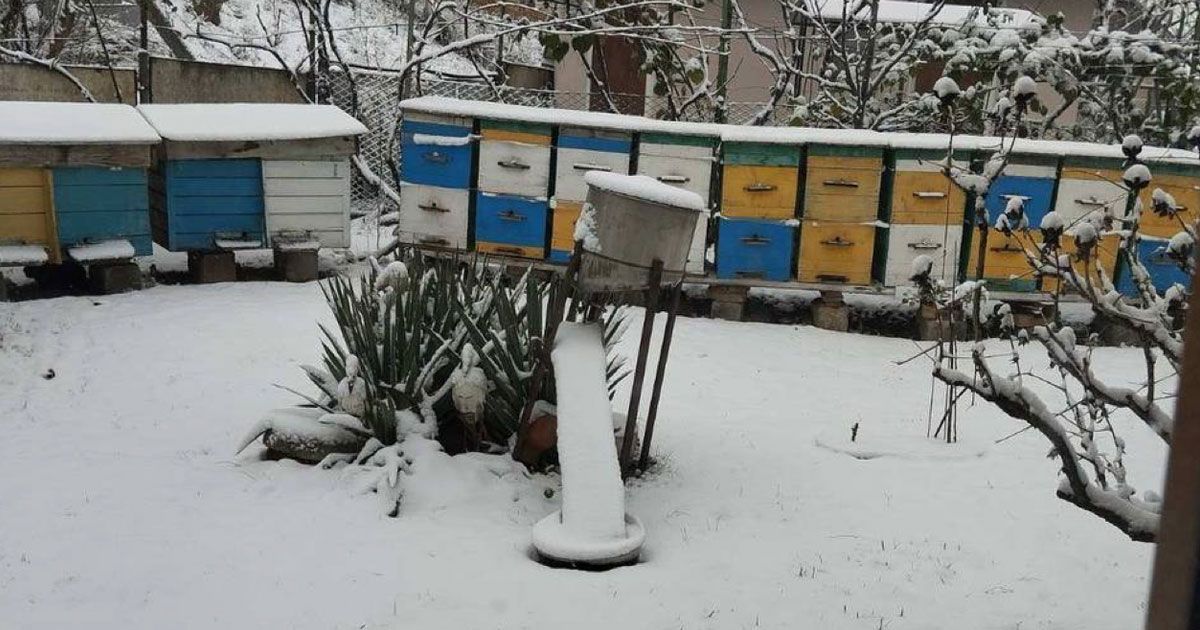A row of beehives covered in snow in a garden.