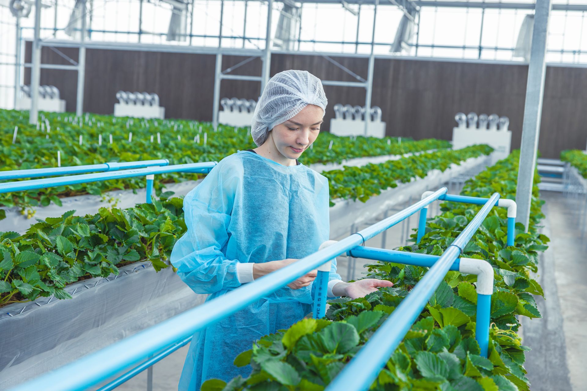 Artigo setor de alimentos - horta em estufa