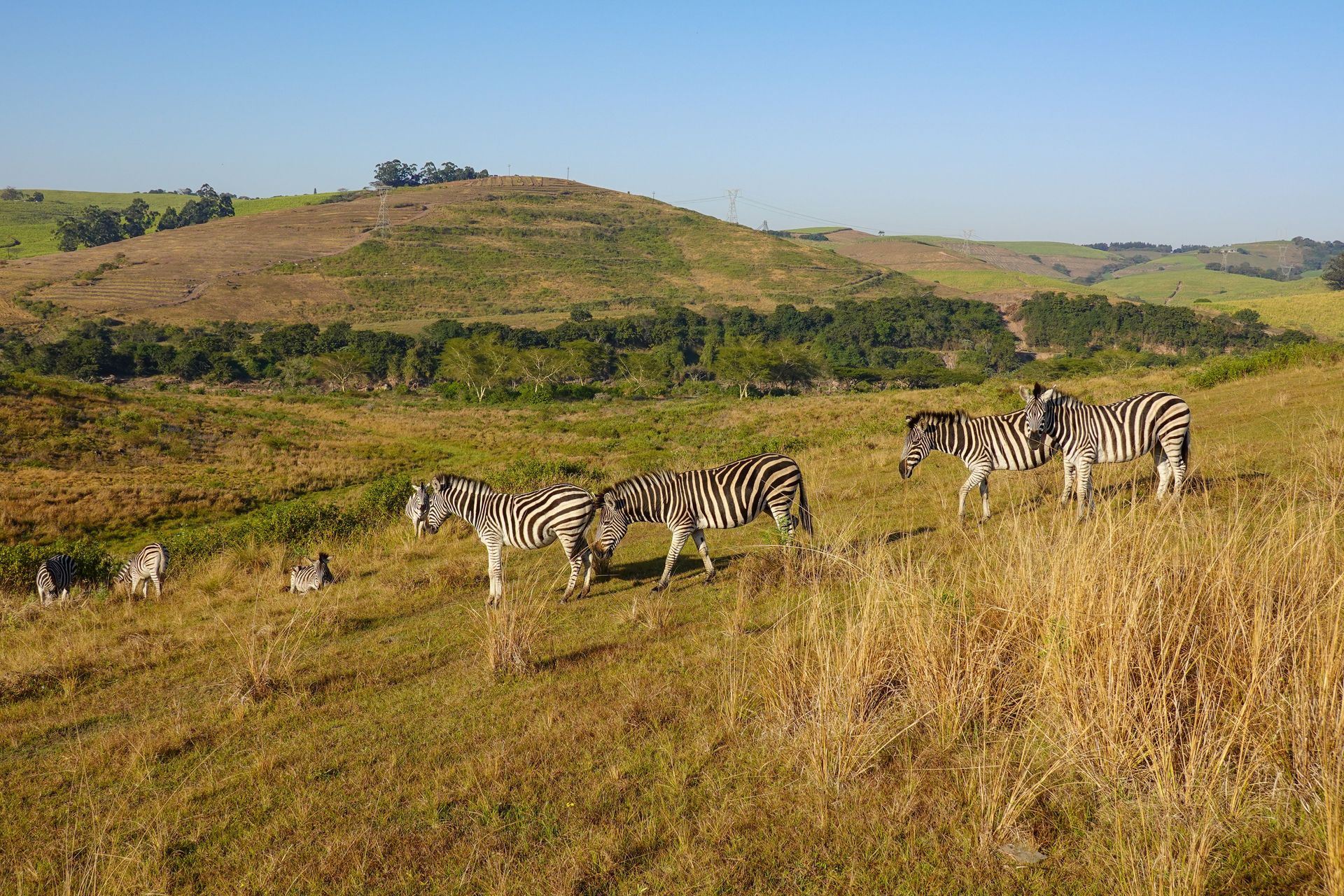 Zebras grazing in a grassy savanna with rolling hills under a clear blue sky