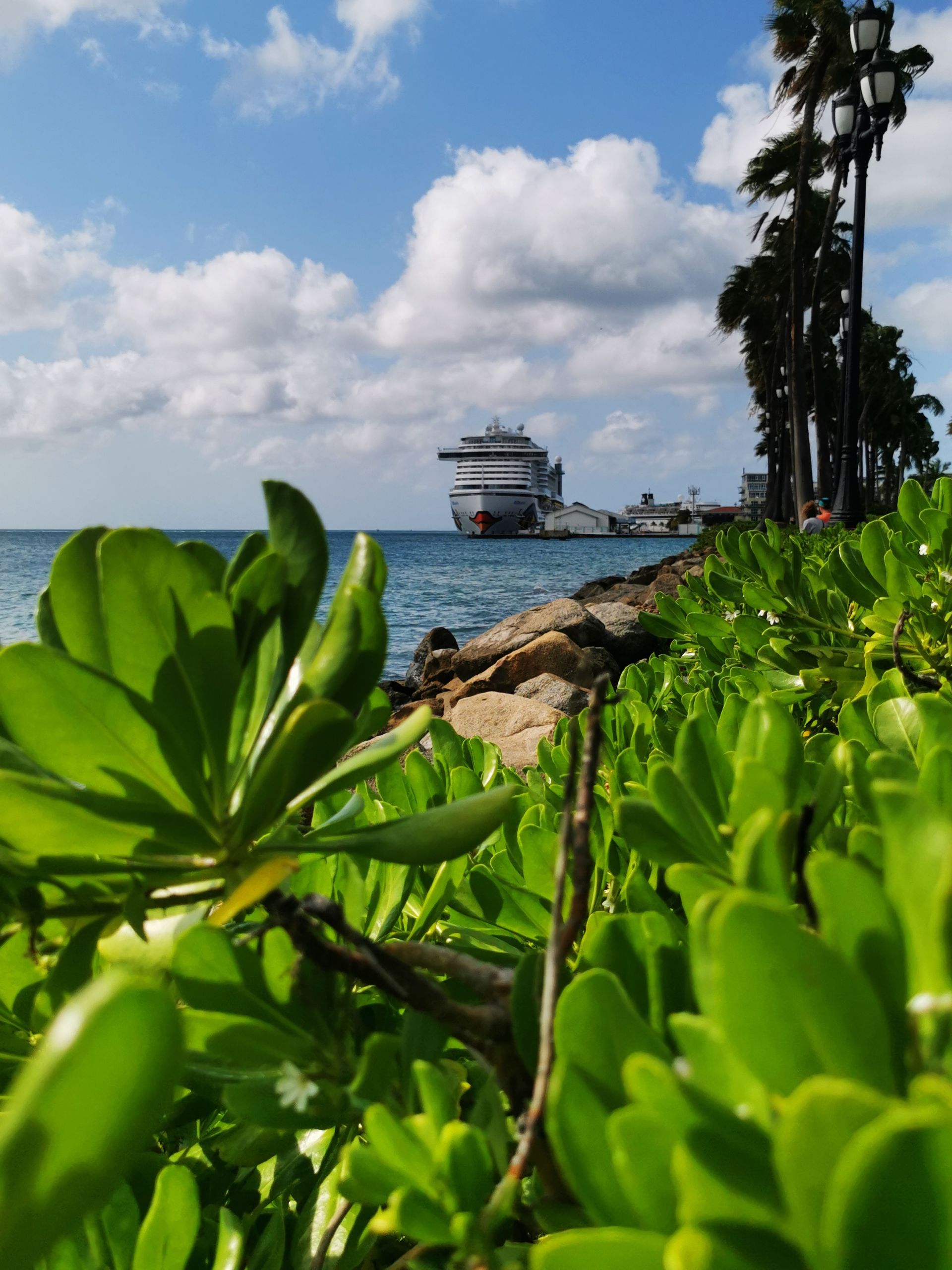 Lush green plants in foreground, with a cruise ship near a tropical shoreline under a partly cloudy blue sky.