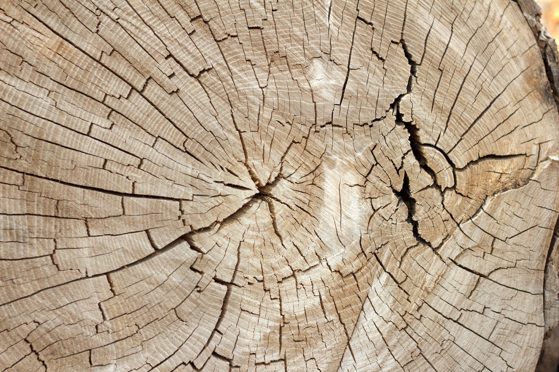 Close-up of weathered tree stump with cracked beige wood rings