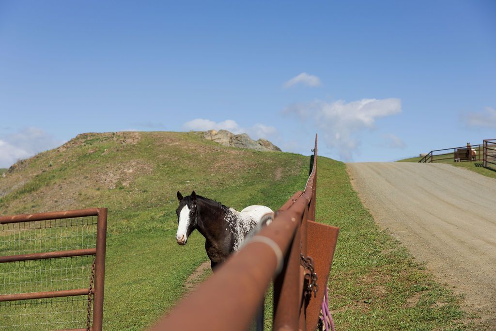 Black-and-white horse by a gate on a grassy hill beside a dirt road under a blue sky