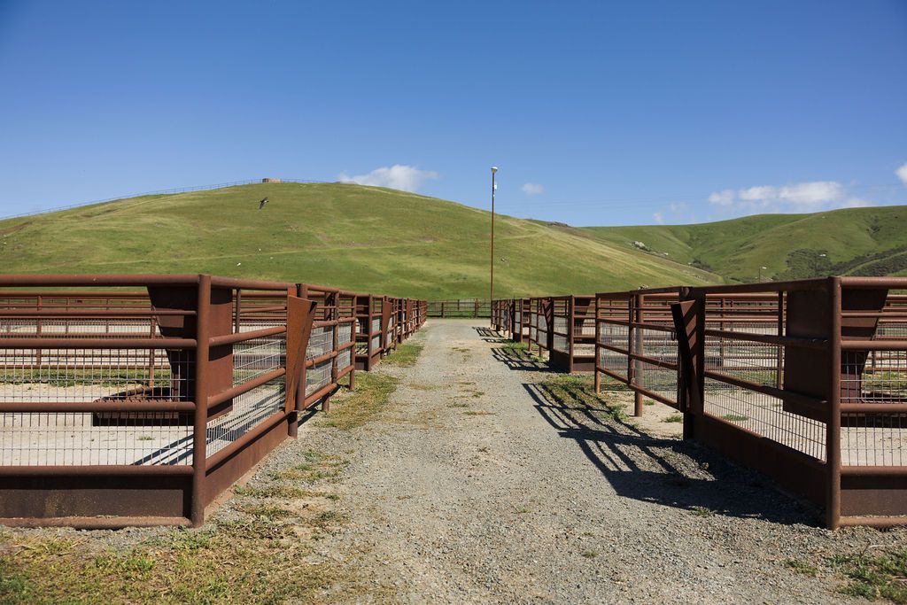 Empty livestock pens lining a gravel path, with a grassy hill and blue sky in the background