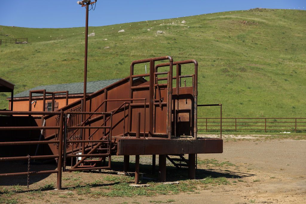 Rusty metal livestock loading ramp in a dirt lot, with a green hillside and fence in the background