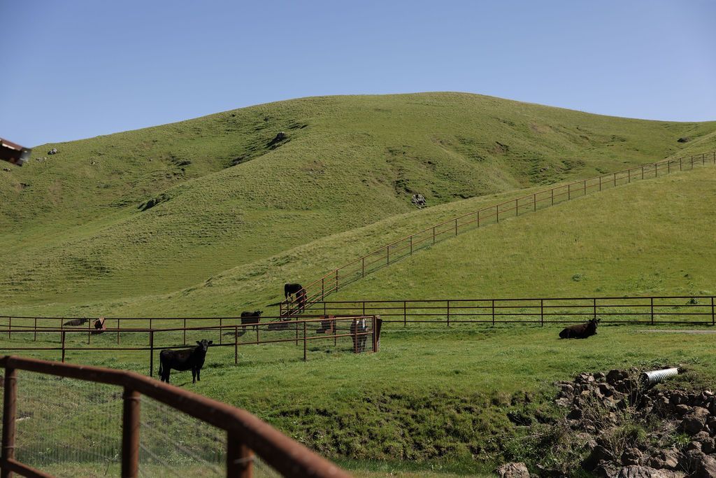 Grazing horses in a green pasture on rolling hills under a clear blue sky