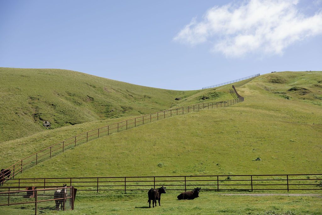 Green hillside pasture with fenced grazing cows under a blue sky