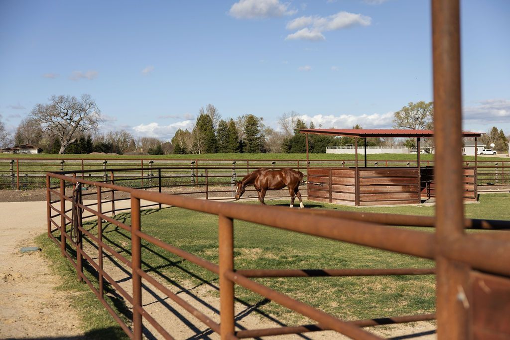A brown horse stands in a fenced paddock on a sunny ranch under a blue sky.