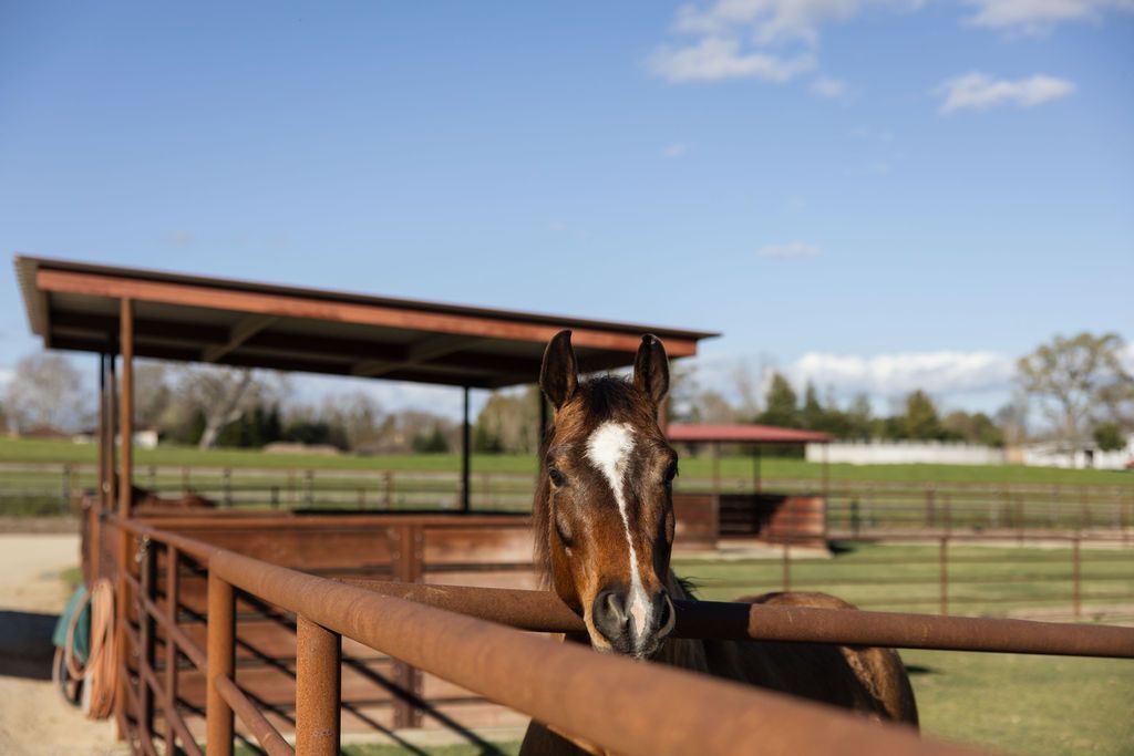 Brown horse resting its head on a fence in a paddock with a shelter under a blue sky