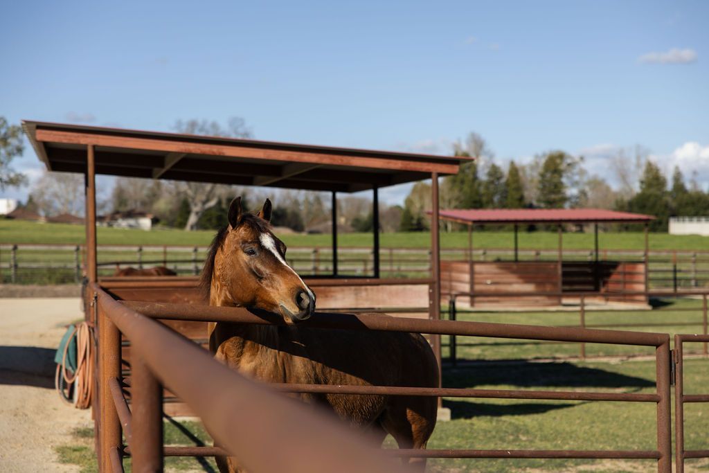 Brown horse in a fenced paddock under a wooden shelter on a sunny day