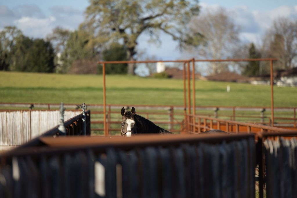 horse standing in a fenced outdoor field with rusty metal gates and trees in the background
