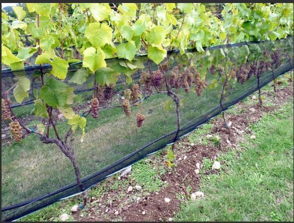 Grapevine with green leaves and hanging purple grapes growing along a black netted fence.