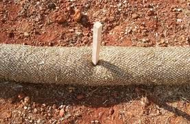 Close-up of a wattle on reddish dirt, held by a small wooden stake.