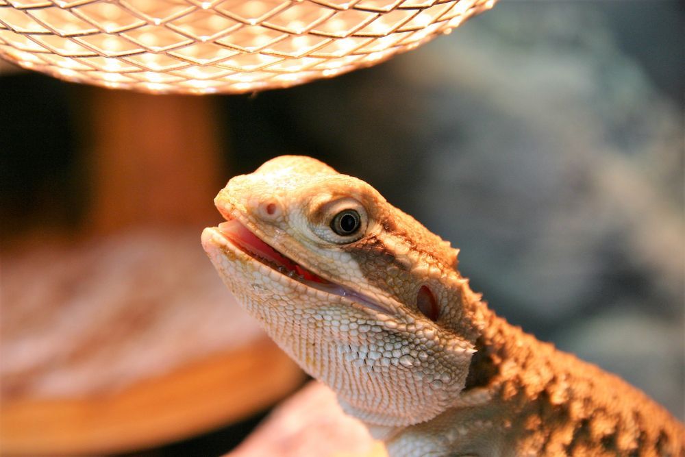 Bearded Dragon Under a Heat Lamp, Mouth Slightly Open — Summerland Aquarium in Wollongbar, NSW