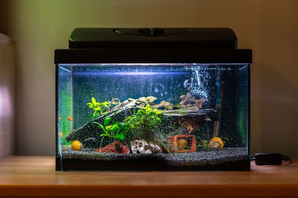 Aquarium with Dark Gravel, Green Plants, Decorations, and Bubbles — Summerland Aquarium in Wollongbar, NSW
