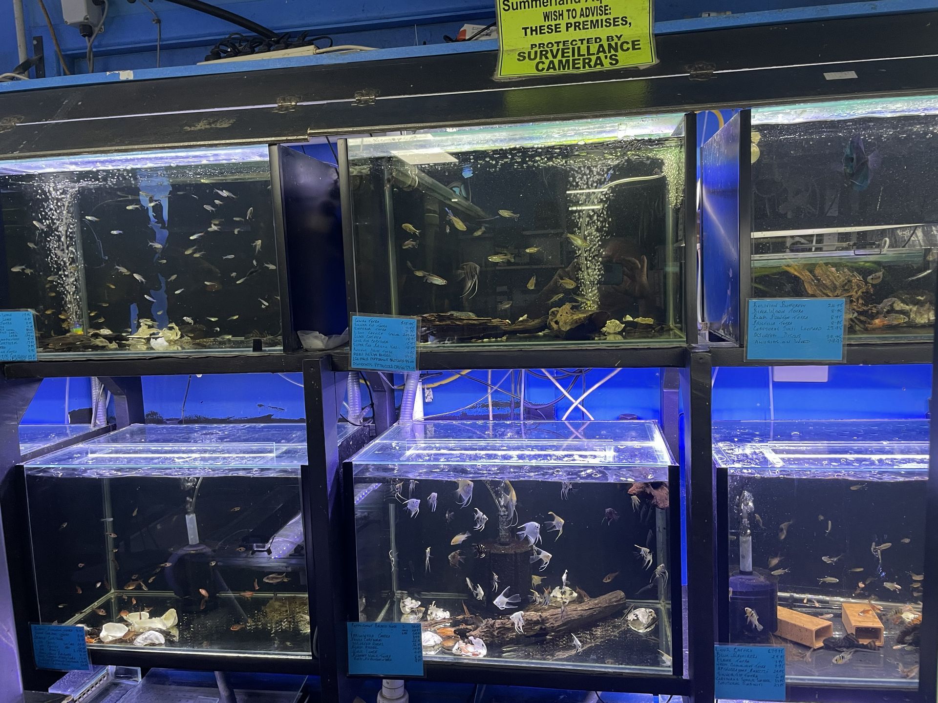 Fish tanks in a pet store. Multiple rectangular aquariums on shelves, filled with fish and accessories.