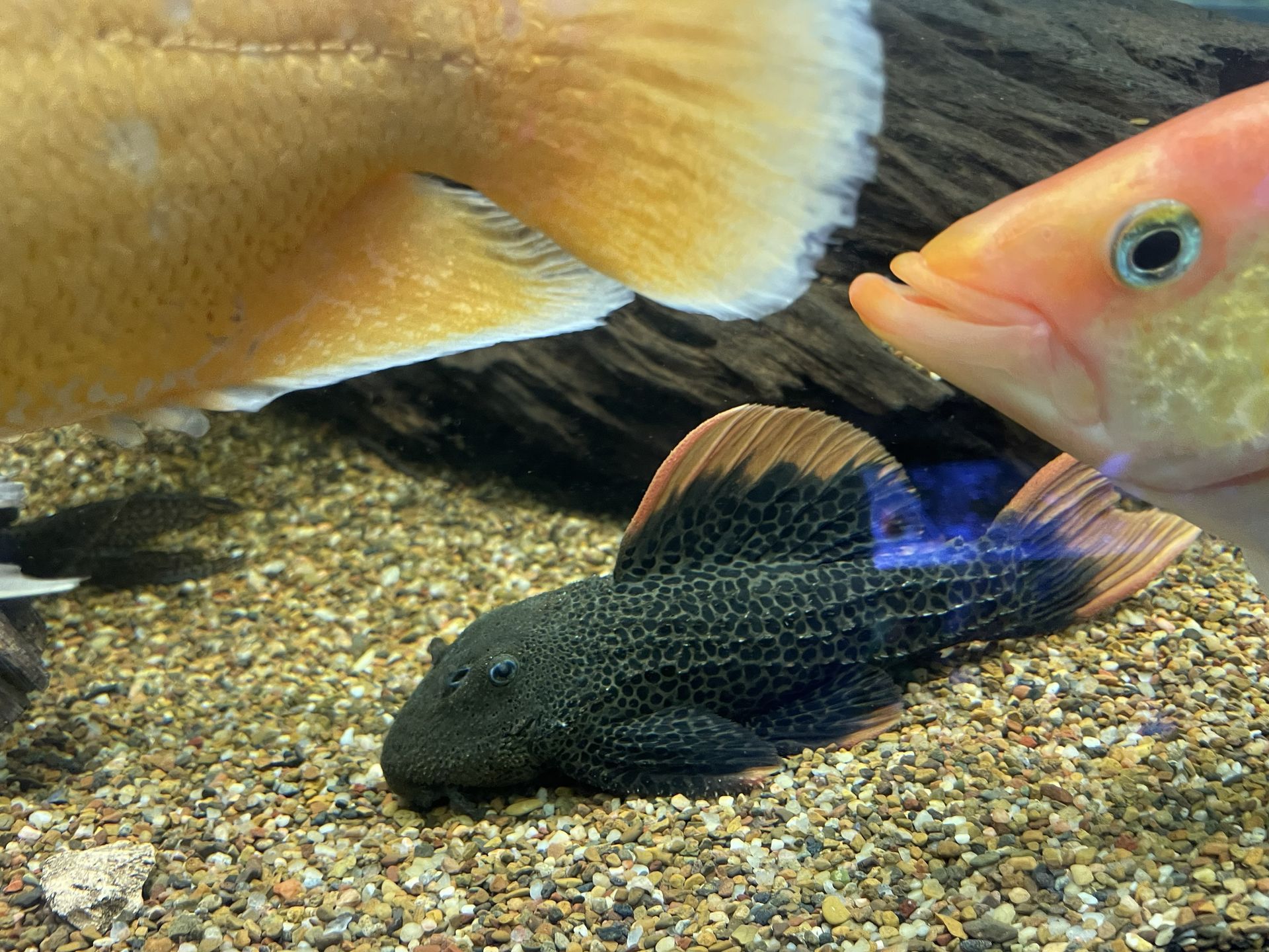 Dark fish with orange fin rests on gravel, near two other colorful fish in an aquarium.