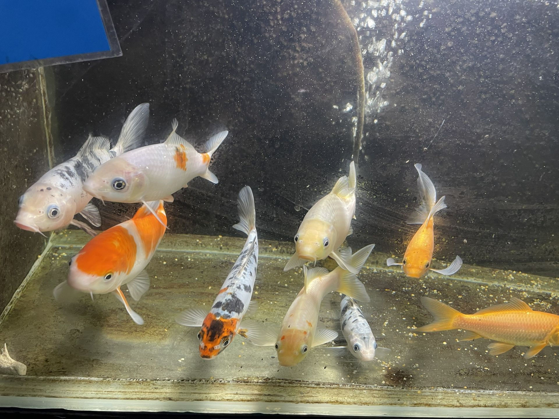 Koi fish of various colors swimming in a cloudy aquarium.