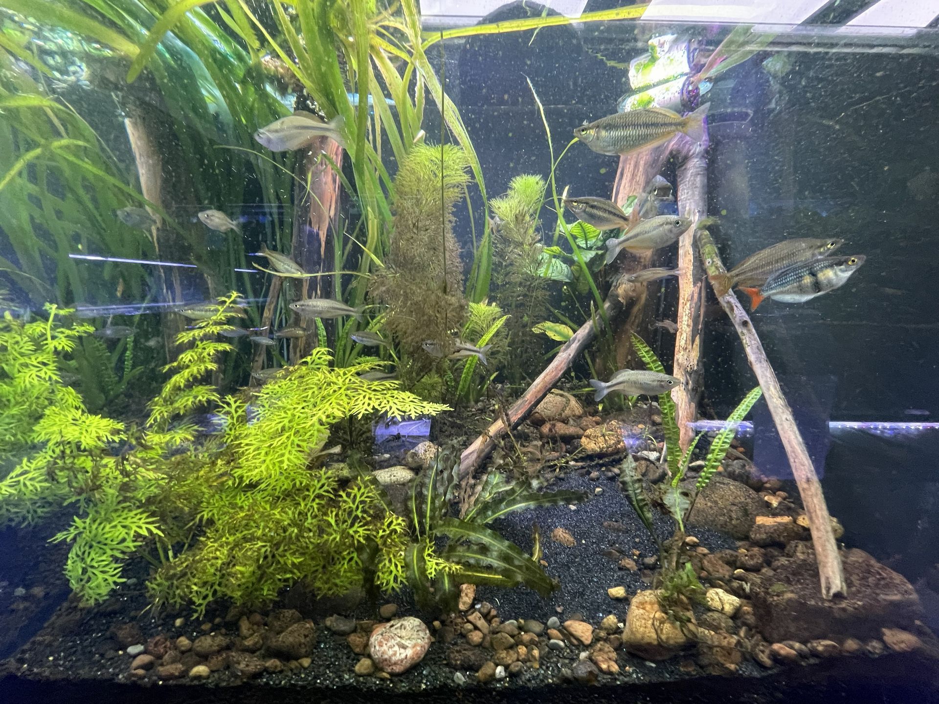 Aquarium with live plants, gravel, and several silver fish swimming around.
