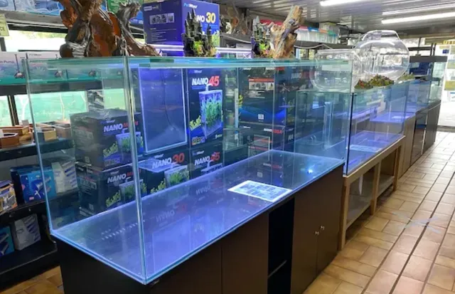 Large display aquariums at a pet store, front view. Black and glass tanks on display, lit with blue.