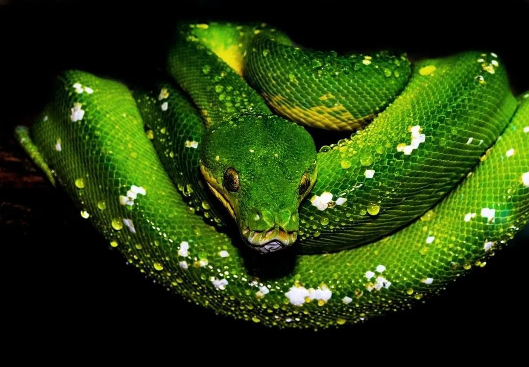 Green Tree Python Coiled, Spotted with White, Set Against a Dark Background — Summerland Aquarium in Wollongbar, NSW