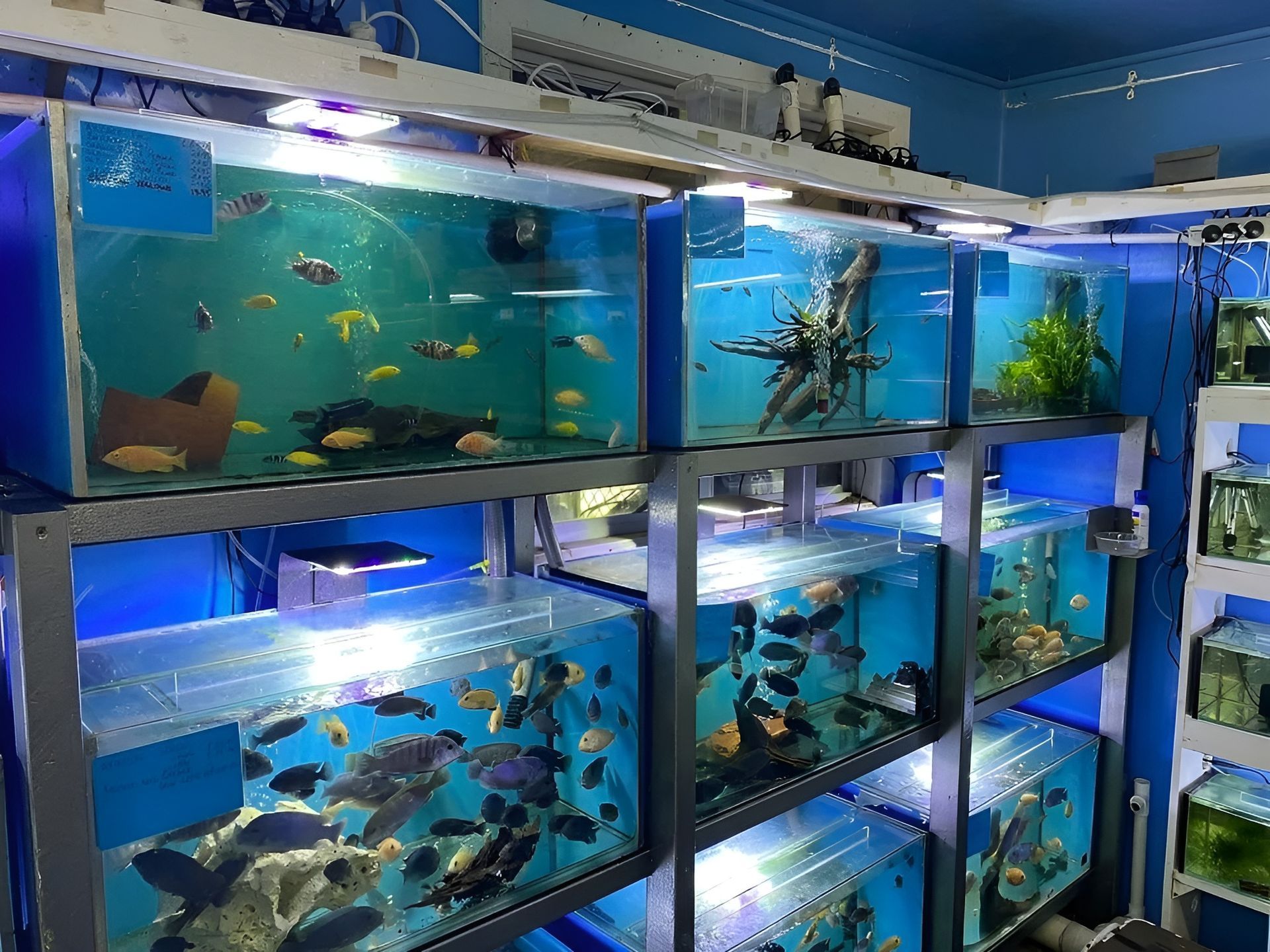 Fish Tanks in A Pet Store, Various Fish Swim in Blue-Lit Tanks on Metal Shelving — Summerland Aquarium in Wollongbar, NSW