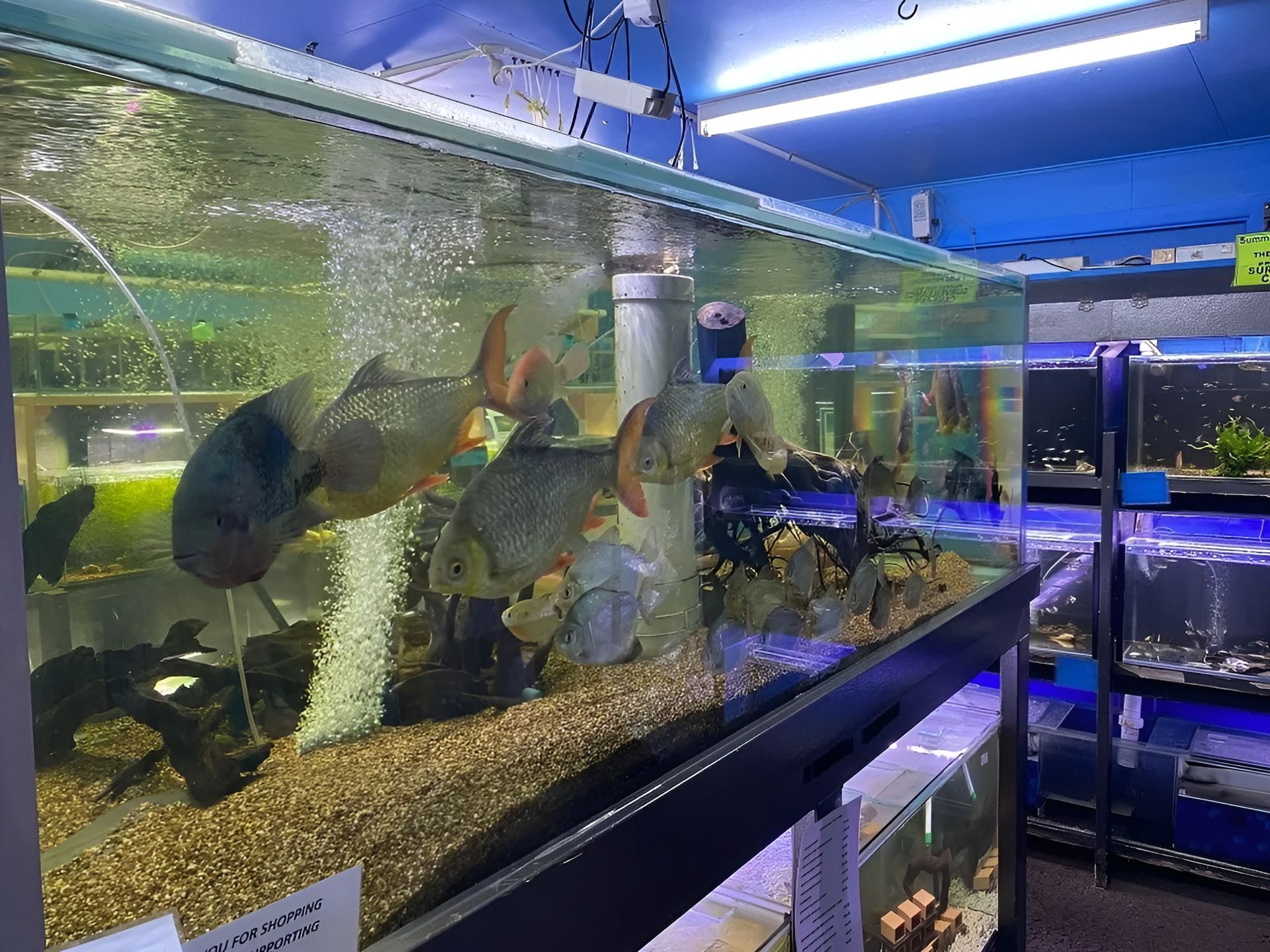 Fish Tank Display in A Pet Store with Several Large Fish Swimming — Summerland Aquarium in Wollongbar, NSW