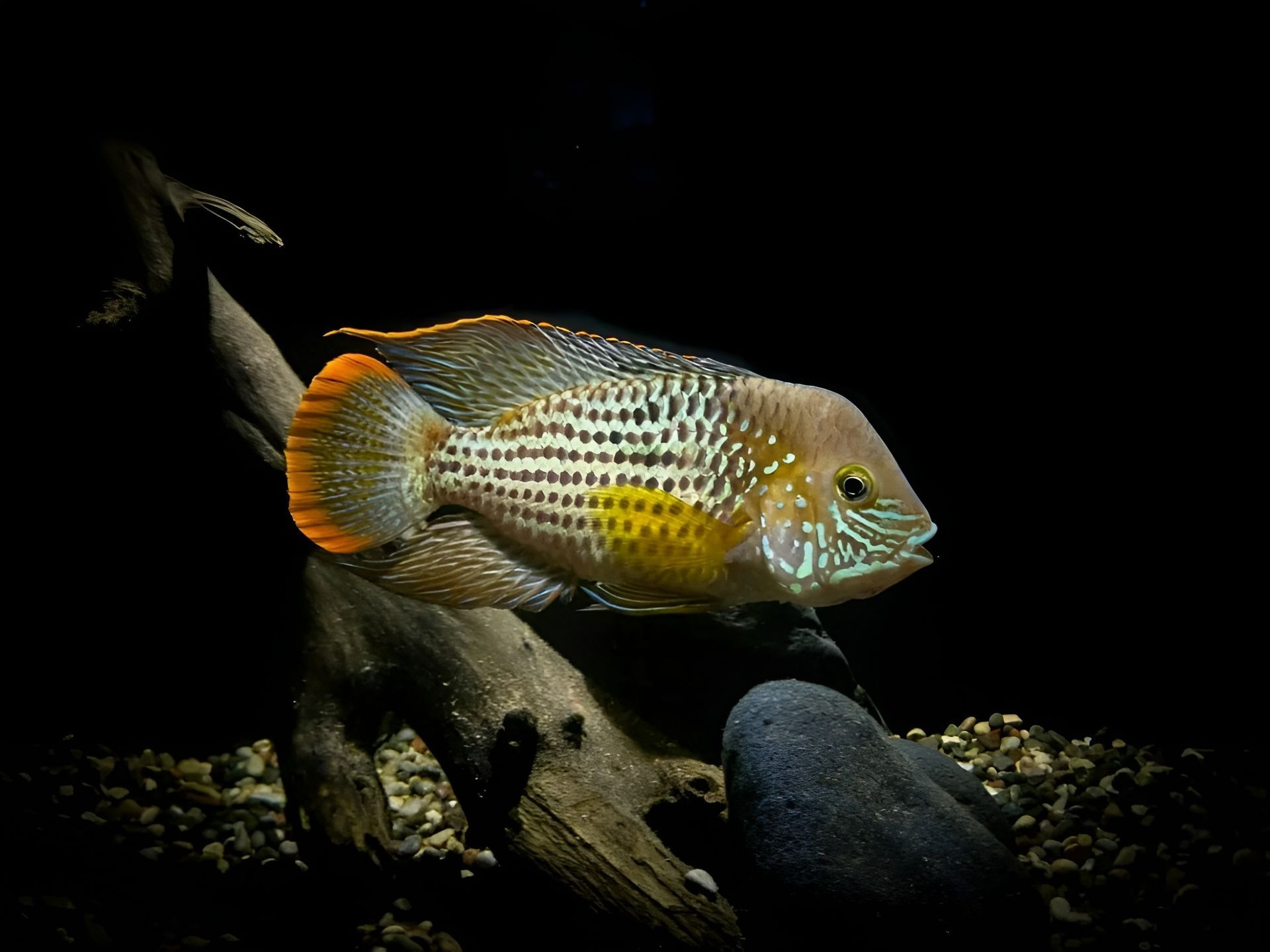 A Colorful Freshwater Fish Swims in A Dark Aquarium — Summerland Aquarium in Wollongbar, NSW