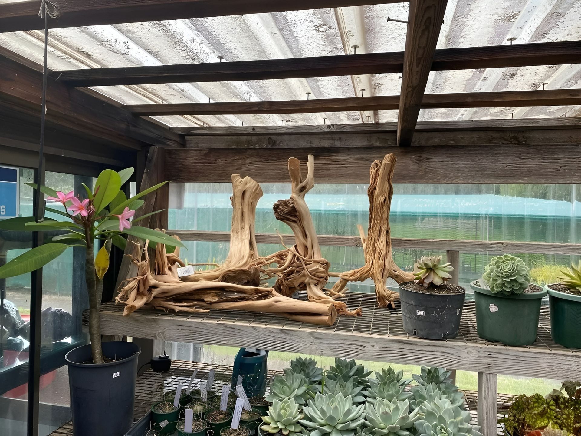 Wooden Plant Display with Driftwood and Succulents Under a Greenhouse Roof — Summerland Aquarium in Wollongbar, NSW