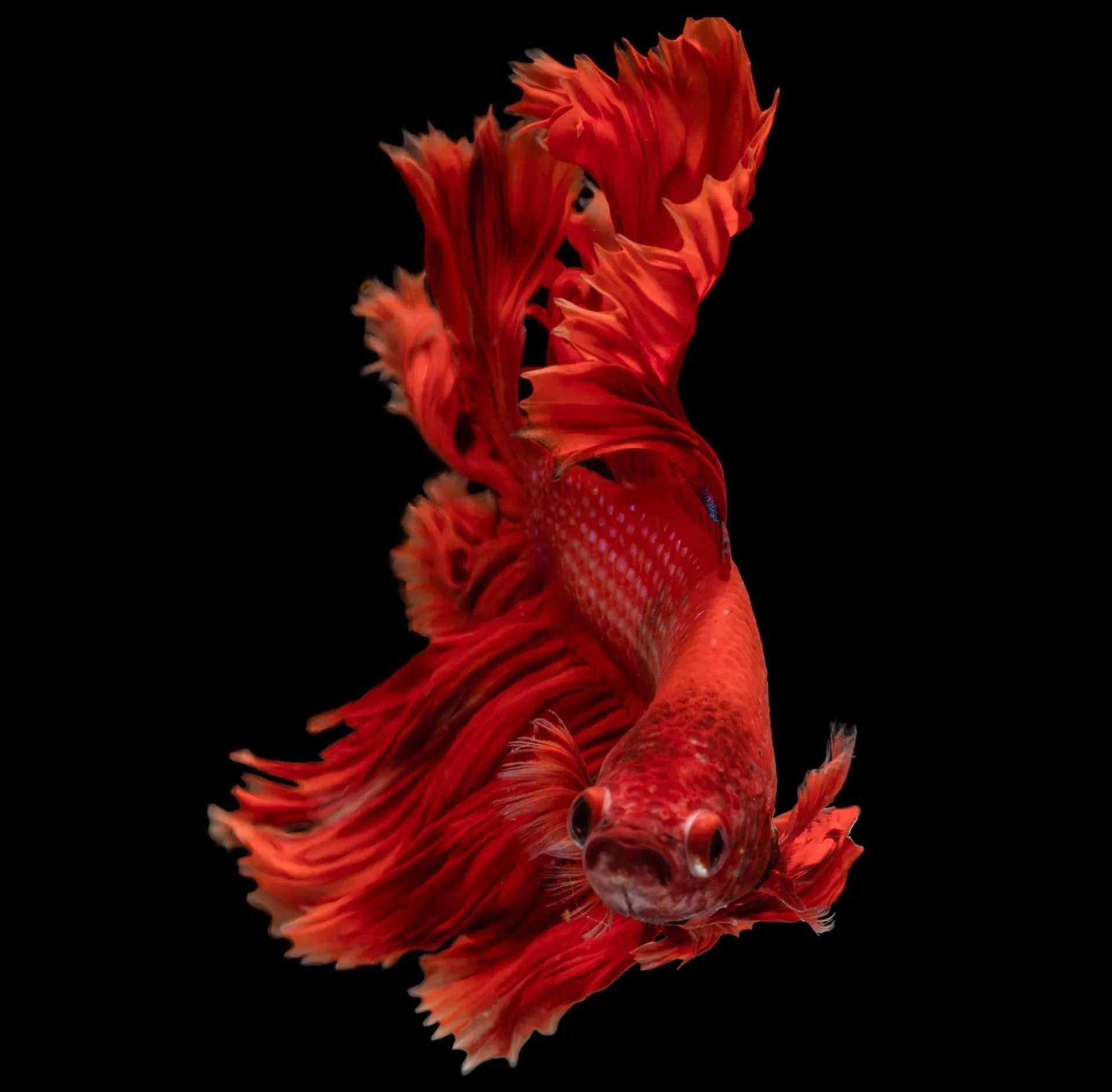Red Betta Fish with Flowing Fins Against a Black Background — Summerland Aquarium in Wollongbar, NSW