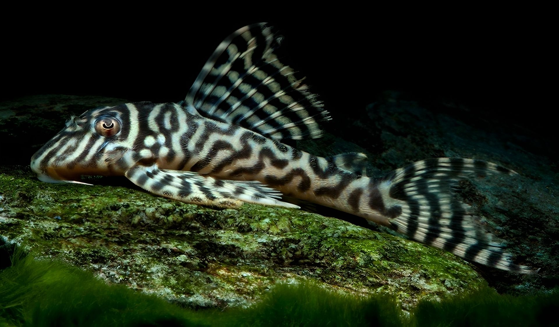 Pleco Fish with Black and White Zebra-Like Pattern Resting on A Green-Covered Rock — Summerland Aquarium in Wollongbar, NSW