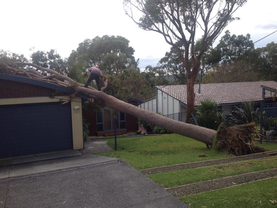 A man is standing on the roof of a house next to a tree that has fallen on it.
