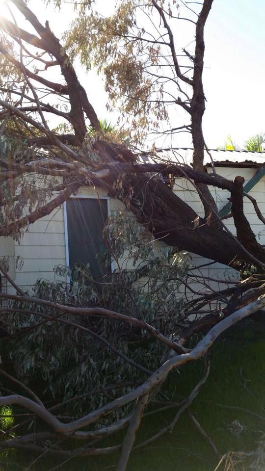 A tree that has fallen in front of a house