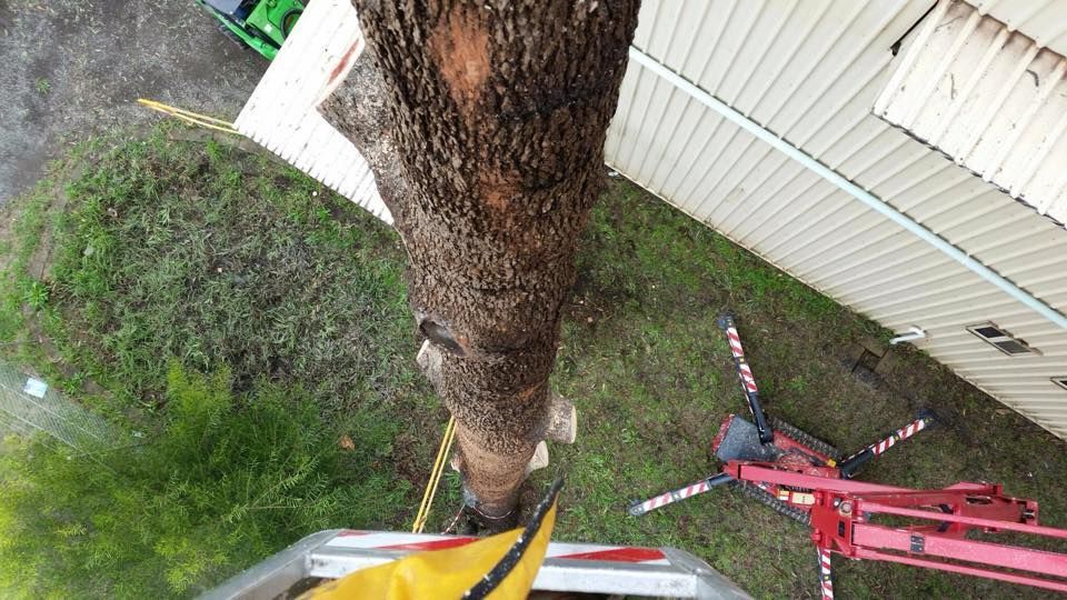 An aerial view of a tree being cut down by a crane.