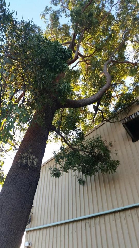 A large tree is growing on the side of a building.