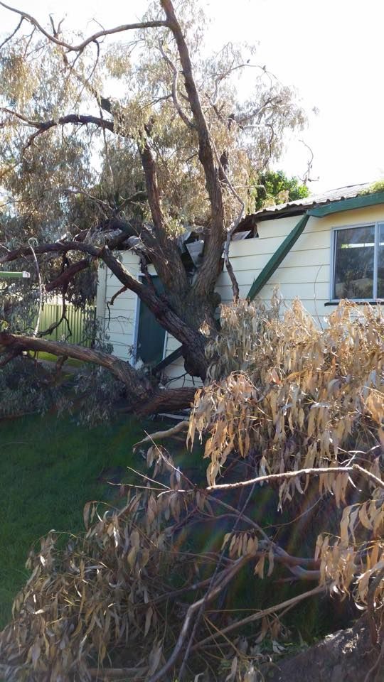A tree that has fallen in front of a house.