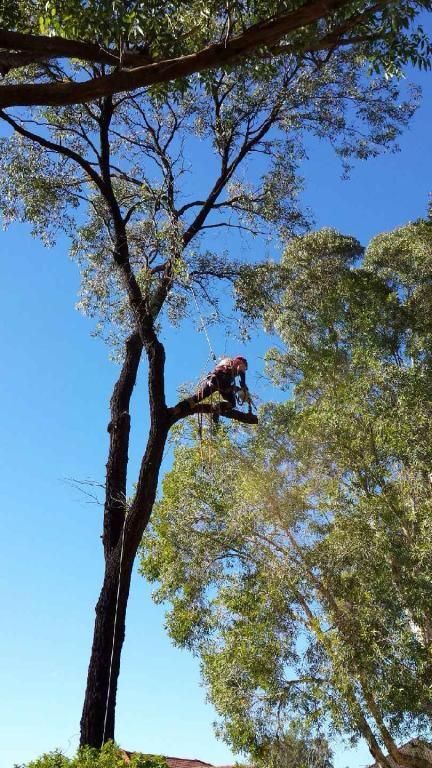 A man is climbing a tree with a chainsaw.