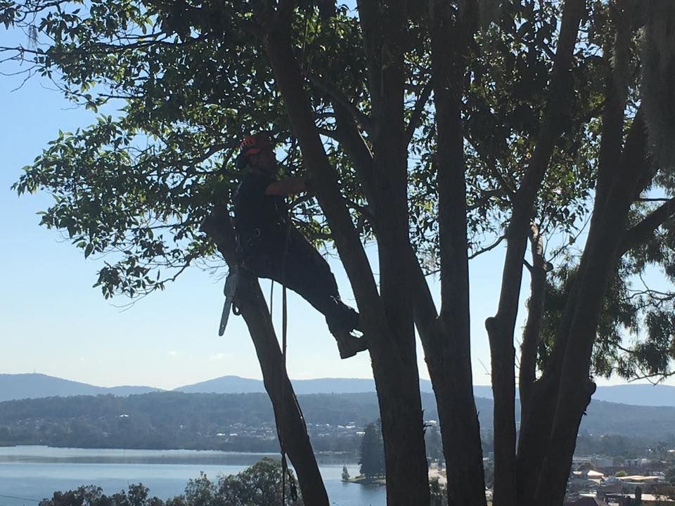 A man is climbing a tree overlooking a body of water