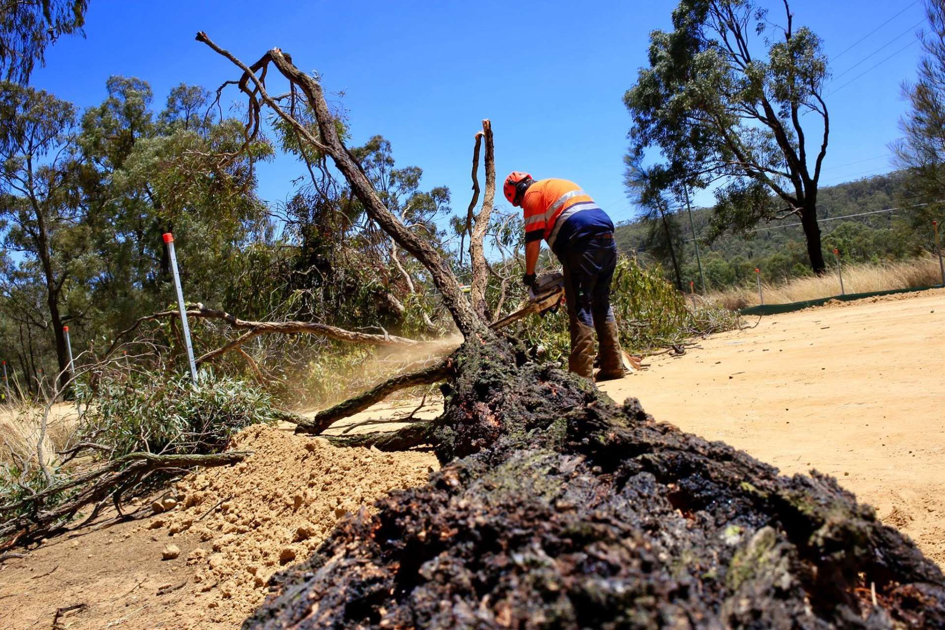 A man is cutting down a tree with a chainsaw