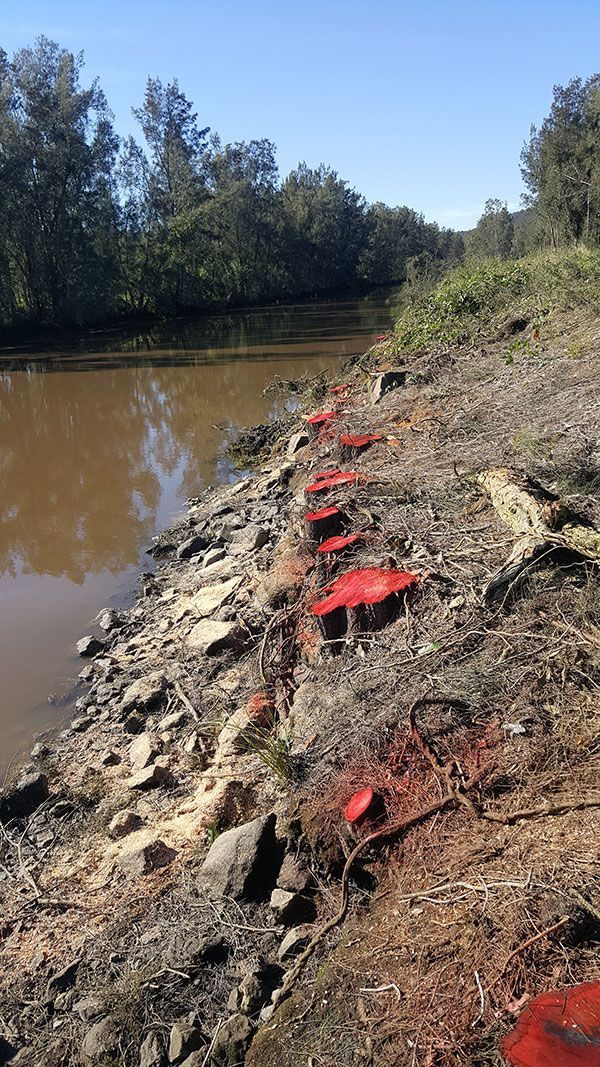 A row of red mushrooms are growing on the shore of a river.