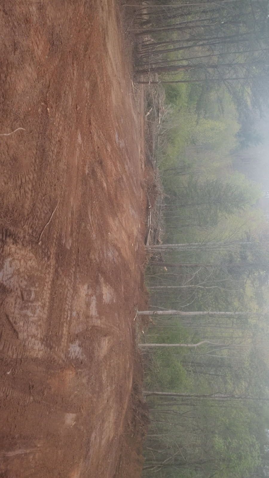 Foggy forest dirt trail beside a muddy slope and tall trees